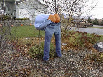 pumpkinflasher2